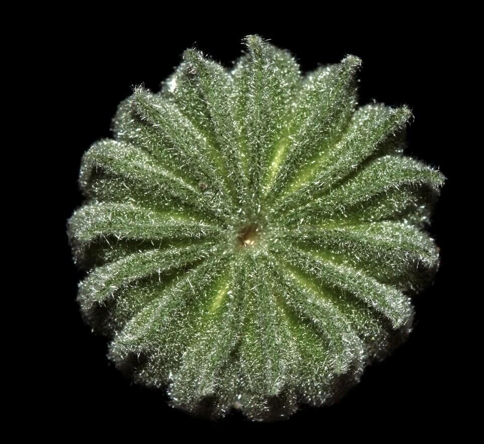 psdesign1, adobe.com