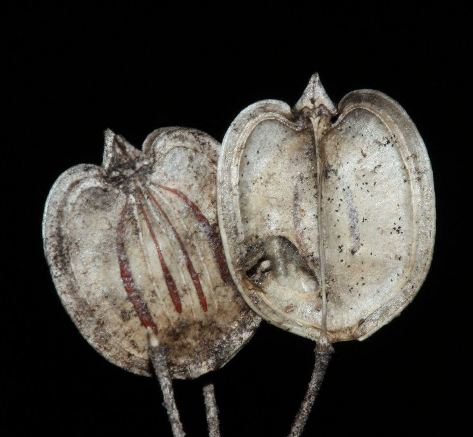 Wolfilser, adobe.com