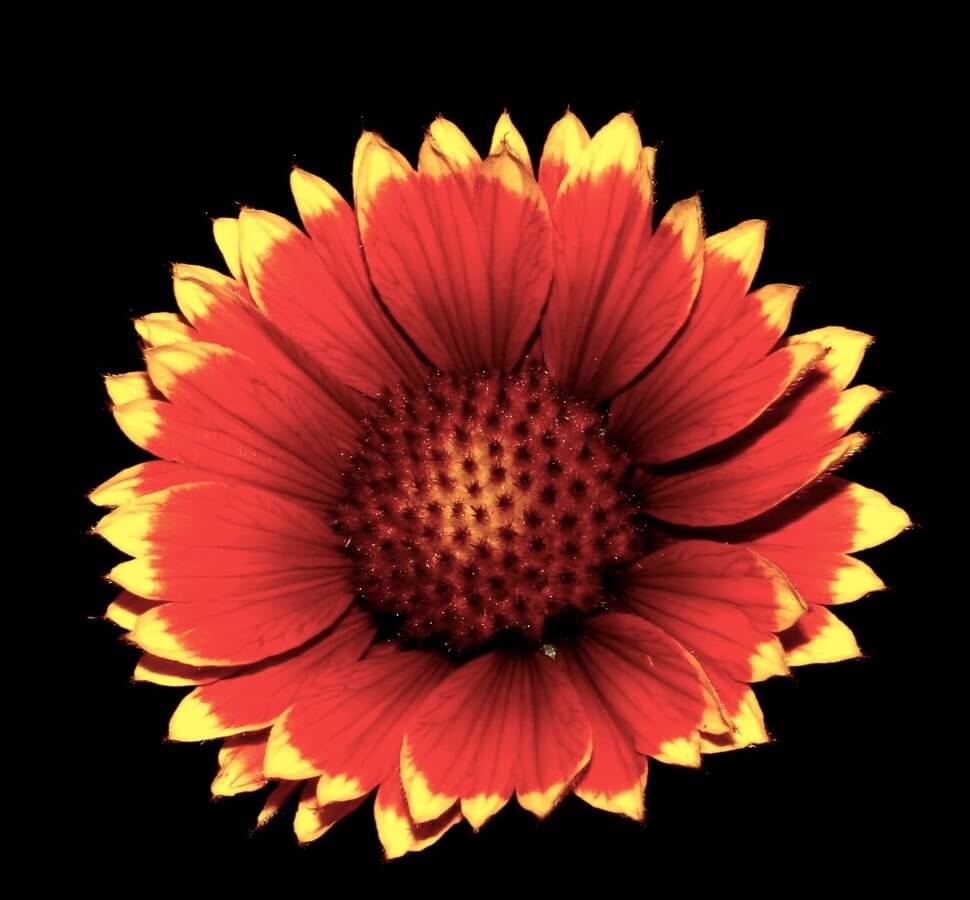 Wolfilser, adobe.com