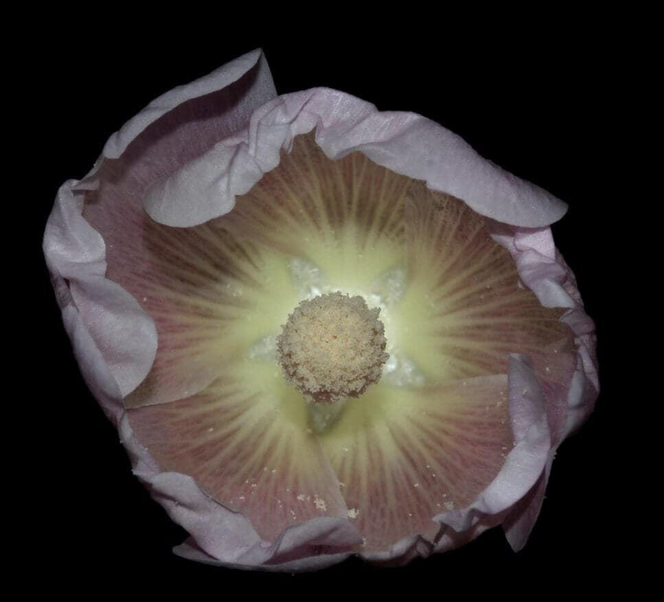 Wolfilser, adobe.com