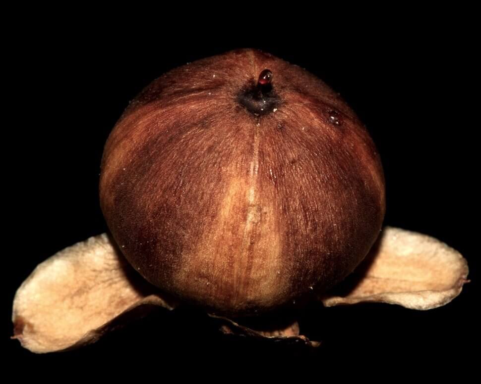 Wolfilser, adobe.com