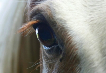 GERBEAUD A GOLGOTÁN