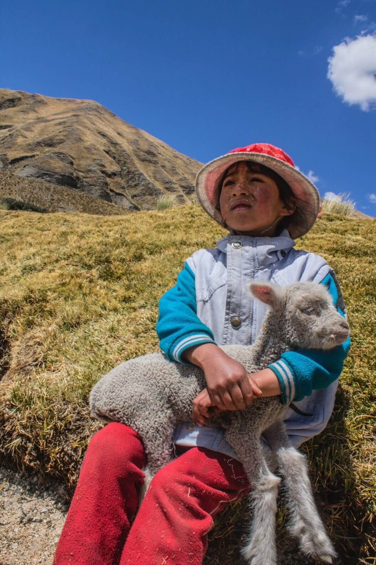 white sheep on boy's lap sitting on hill