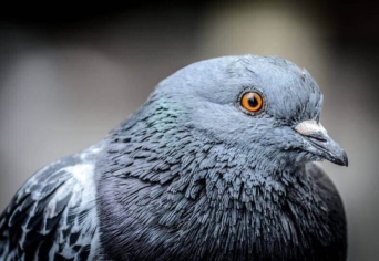 GALAMBSZÓ TÜCSÖKZENE