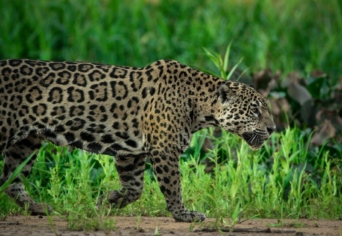 AZ ÁLLAMÉ AZ ORSZÁG, AZ EMBEREKÉ A TÁJ?