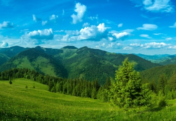 ÚJ ALKOTÓI PÁLYÁZAT: ERDŐ-MEZŐ