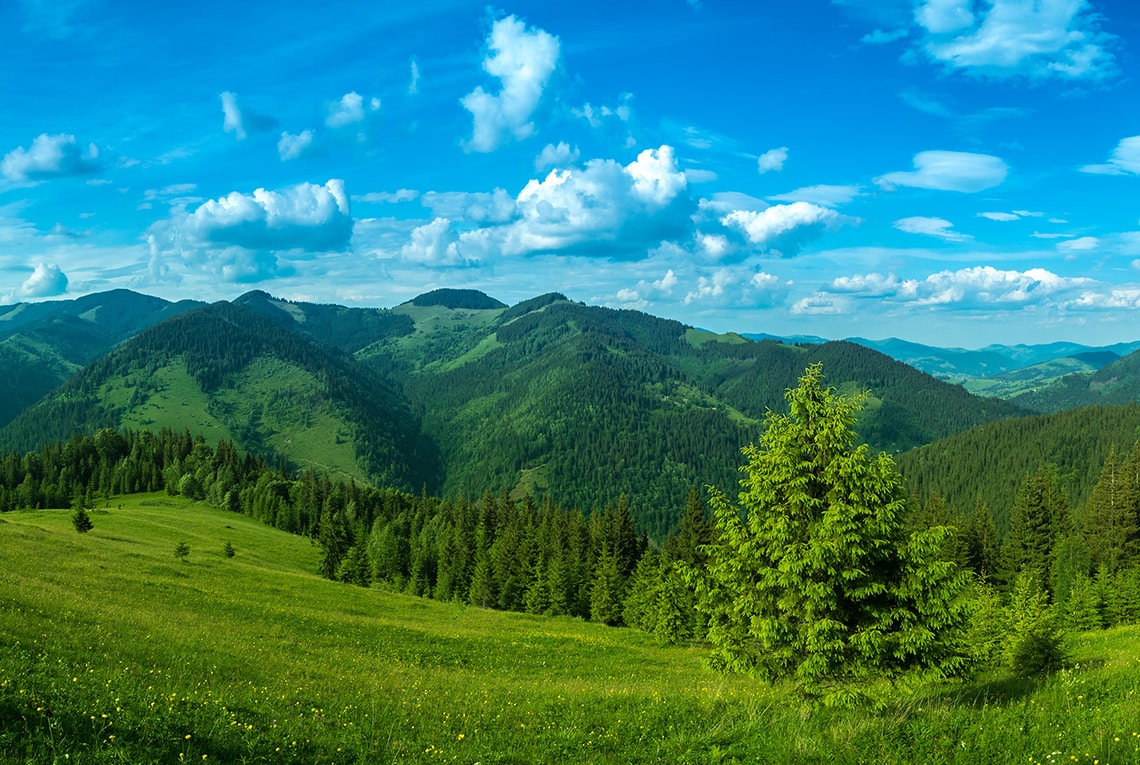 ÚJ ALKOTÓI PÁLYÁZAT: ERDŐ-MEZŐ