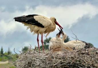 LESZÜNK-E GÓLYAFÉSZEK – MAGYARSÁGTUDAT