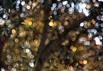 KÉT FA KÉT PÜLOSZBÓL