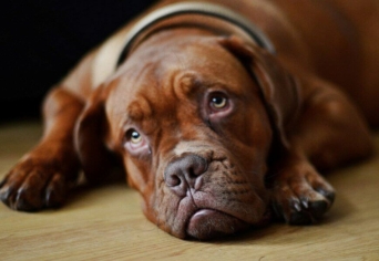 A SZOMORÚ HANGÚ KUTYA