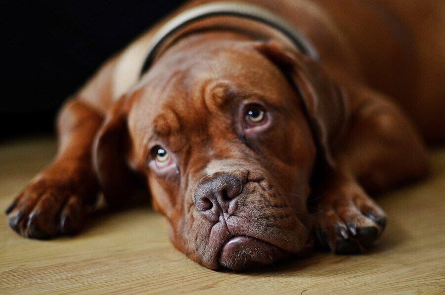 A SZOMORÚ HANGÚ KUTYA