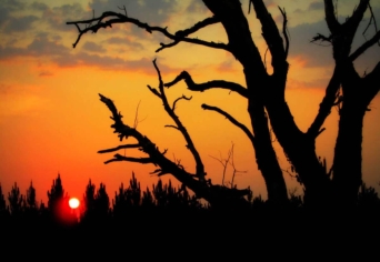 HŰVÖS ÉTELSZAG…