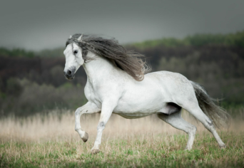 HARMADIK HONFOGLALÁS?