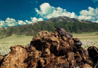 TRÁGYADOMBRÓL AZ ÓRÁRA