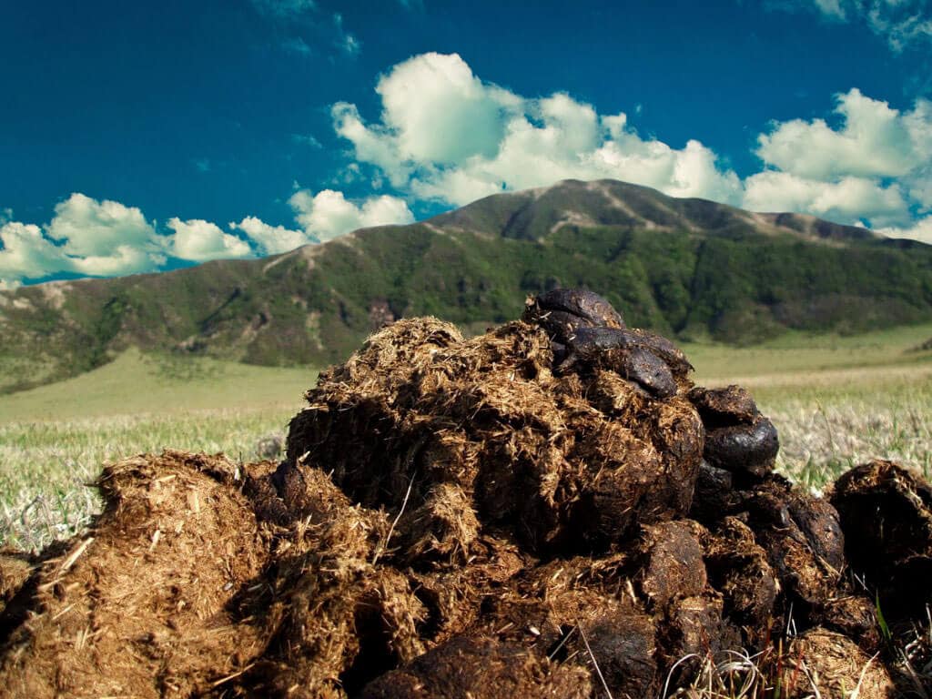 TRÁGYADOMBRÓL AZ ÓRÁRA