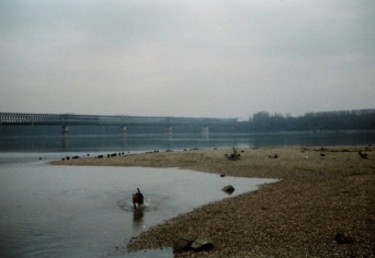 LEVÉL AZ ÓBUDAI-SZIGETRŐL