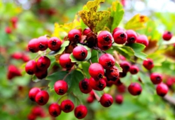 WEÖRES SÁNDOR: GALAGONYA