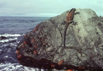 VÉGJÁTÉK A GALÁPAGOS-SZIGETEKEN