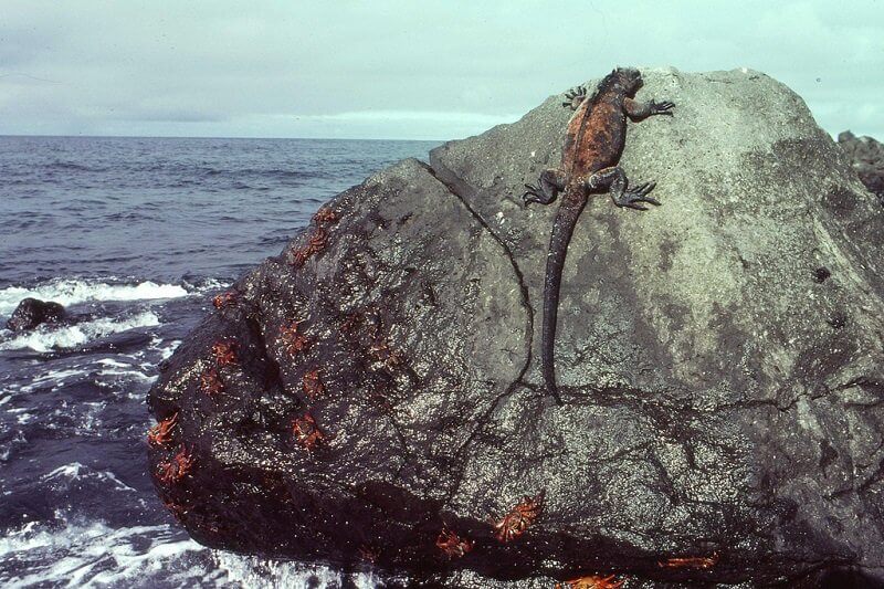VÉGJÁTÉK A GALÁPAGOS-SZIGETEKEN
