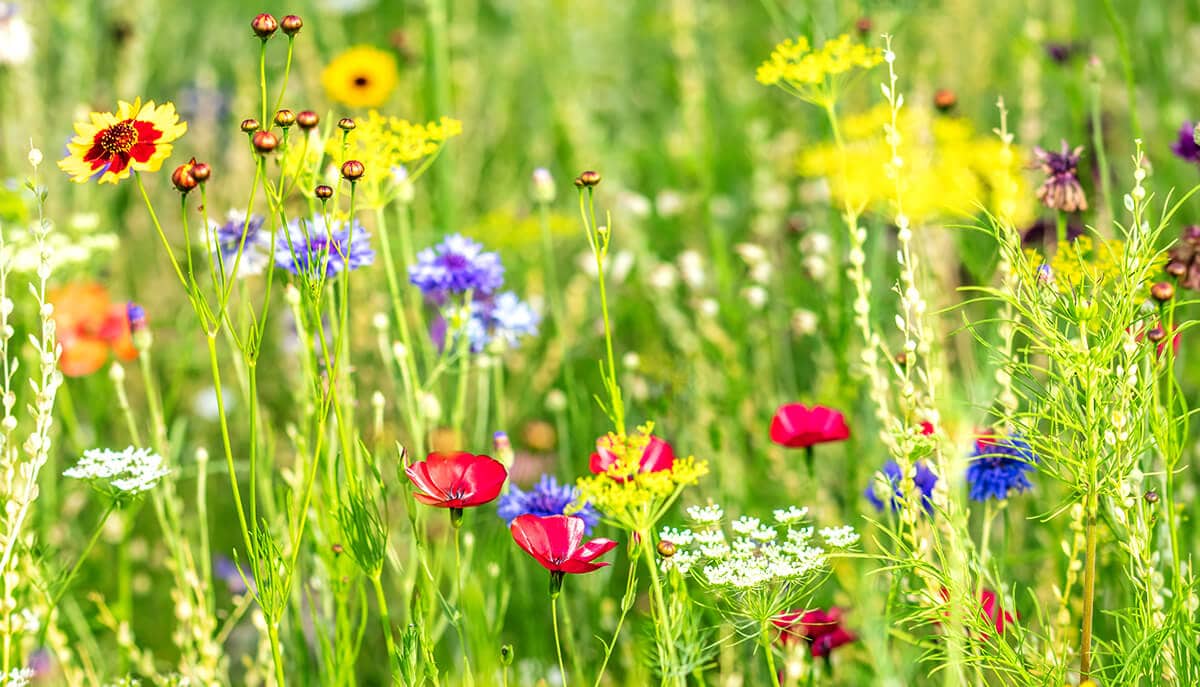 „… A MEZŐN, DE …”