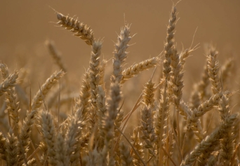 „… FÖLDBE ESETT …”