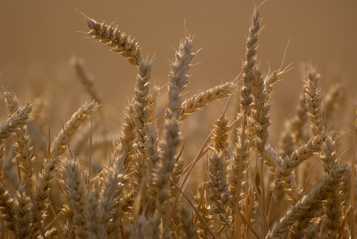 „… FÖLDBE ESETT …”