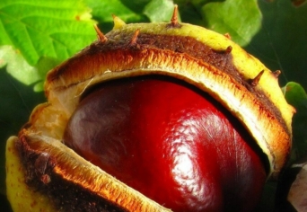 HOL VOLT, HOL NEM…