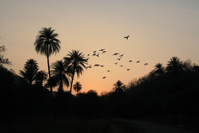 Sariska tigris rezervátum, Bianca Polak, flickr.com 