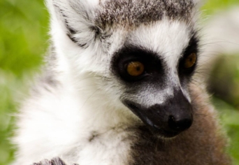 VÉGJÁTÉK DÉL-AFRIKA VIZEIN