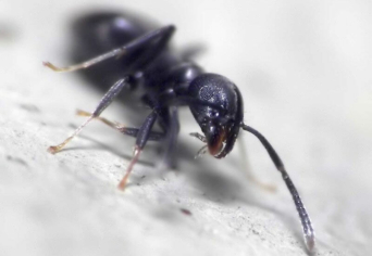 A HANGYÁK HELYÉNEK MEGHATÁROZÁSA A HALASZTÁS GÉPEZETÉBEN