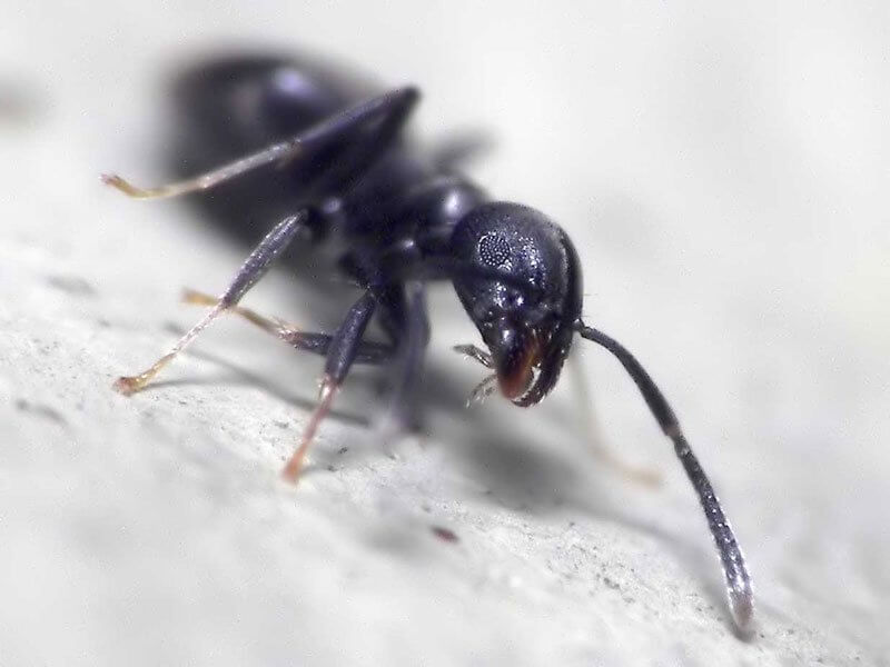 A HANGYÁK HELYÉNEK MEGHATÁROZÁSA A HALASZTÁS GÉPEZETÉBEN