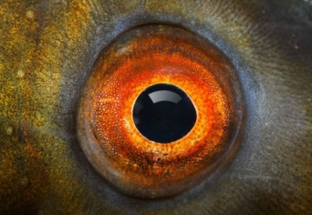 A FŰNYÍRÓRÓL ÉS A HALRÓL