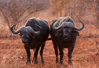 HAJNAL ANNA VERSÉRŐL