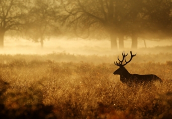 EGY MÚLT SZÁZADI DALOCSKA FOLYTATÁSA