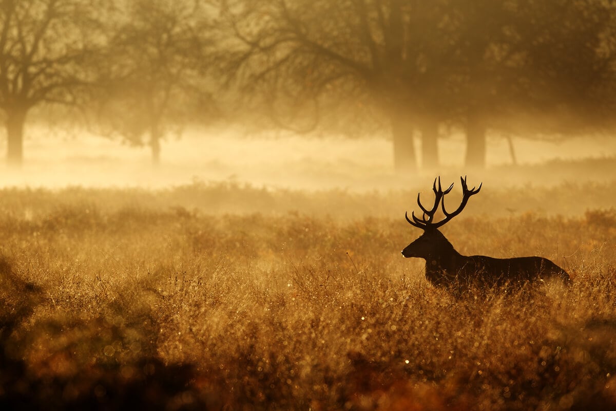 EGY MÚLT SZÁZADI DALOCSKA FOLYTATÁSA