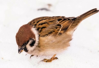 VERSES PUBLICISZTIKA: HÓ, HAL, SUGÁR