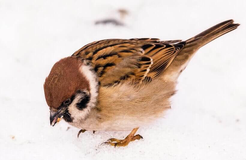 VERSES PUBLICISZTIKA: HÓ, HAL, SUGÁR