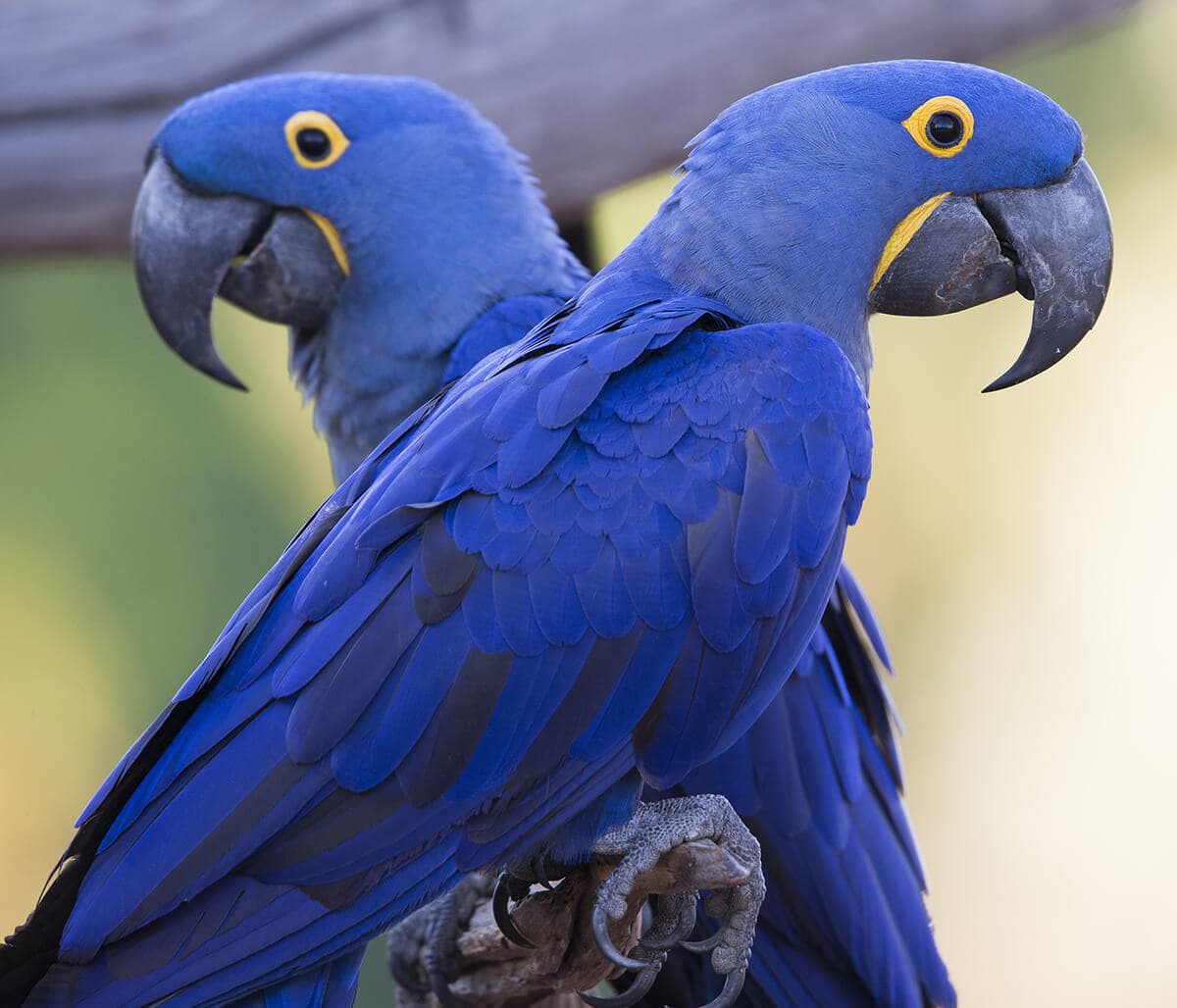 MARIO VARGAS LLOSA ÉS AZ AMAZÓNIAI ŐSERDŐ