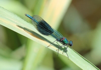 GLOBÁLIS – LOKÁLIS