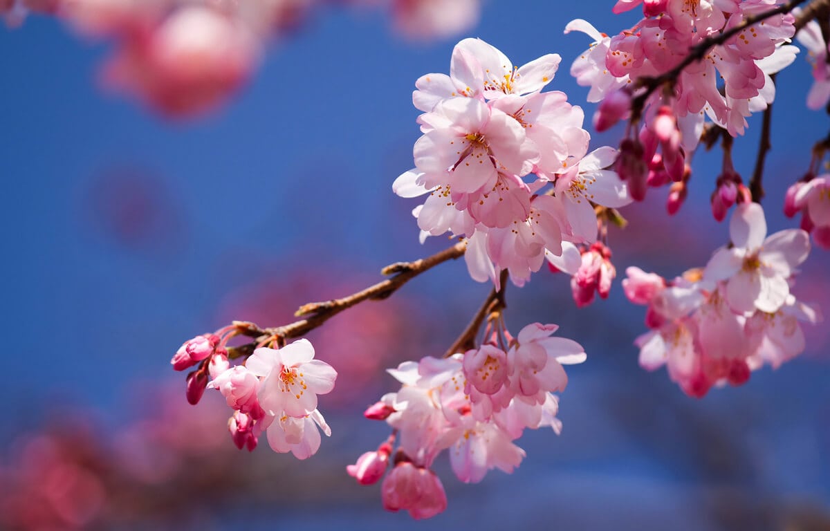 MÁMORT KÍVÁNÓ ÉRZÉKEIDDEL