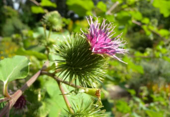 PAPUCS ÉS FORRADALOM 