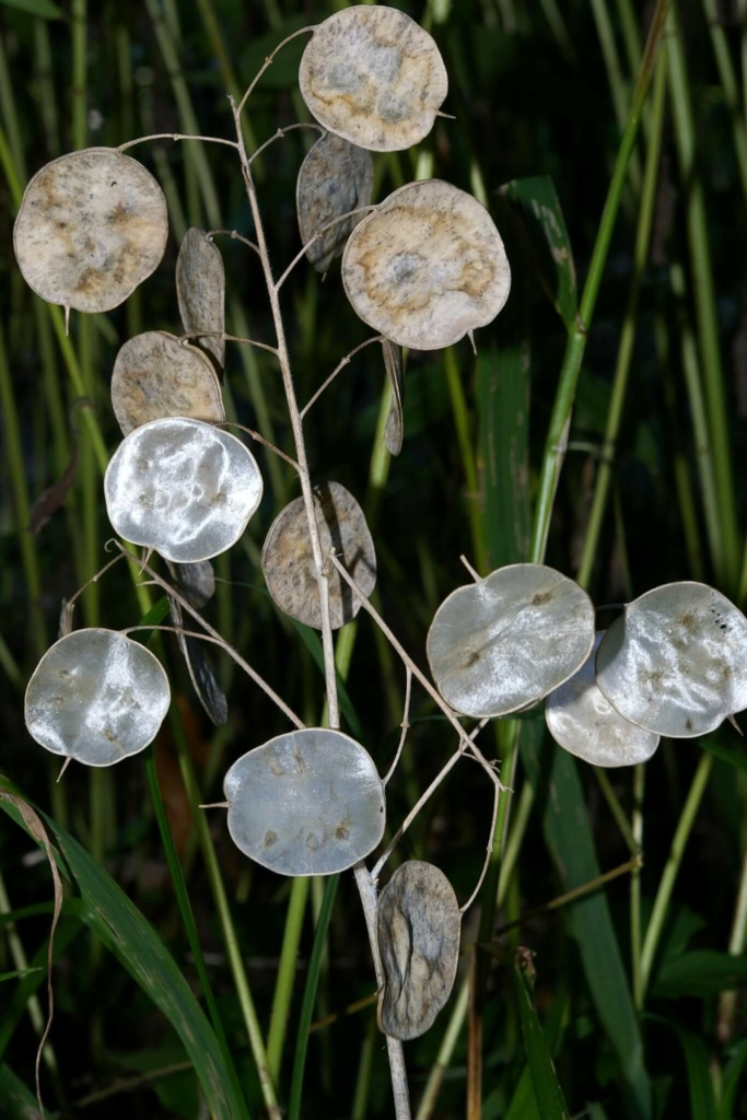 Kerti holdviola, júdáspénz (Lunaria annua), wikimedia.org