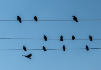 A VERS ÉLETTANA – JÉKELY