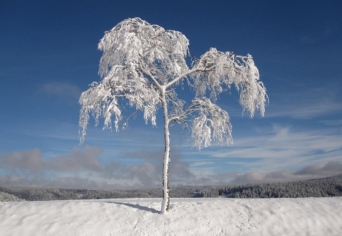 ALKOTÓI PÁLYÁZAT: TÉLI ÁLOM