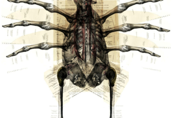 FRANZ KAFKA SÍRJÁBAN