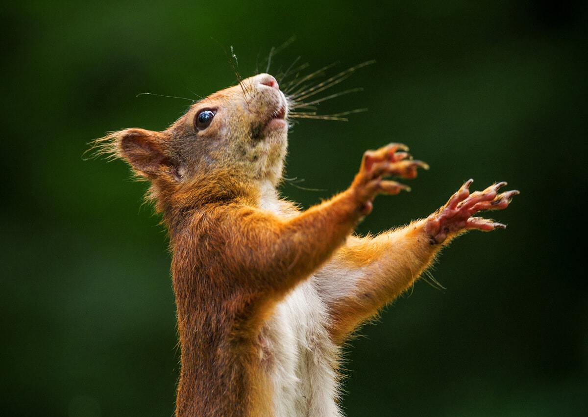 KÖZÖSSÉGI ADOMÁNYOZÁSI PROGRAM