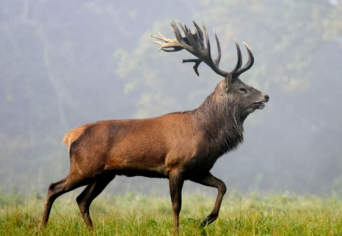 SZARVASOK ÉS EMBEREK