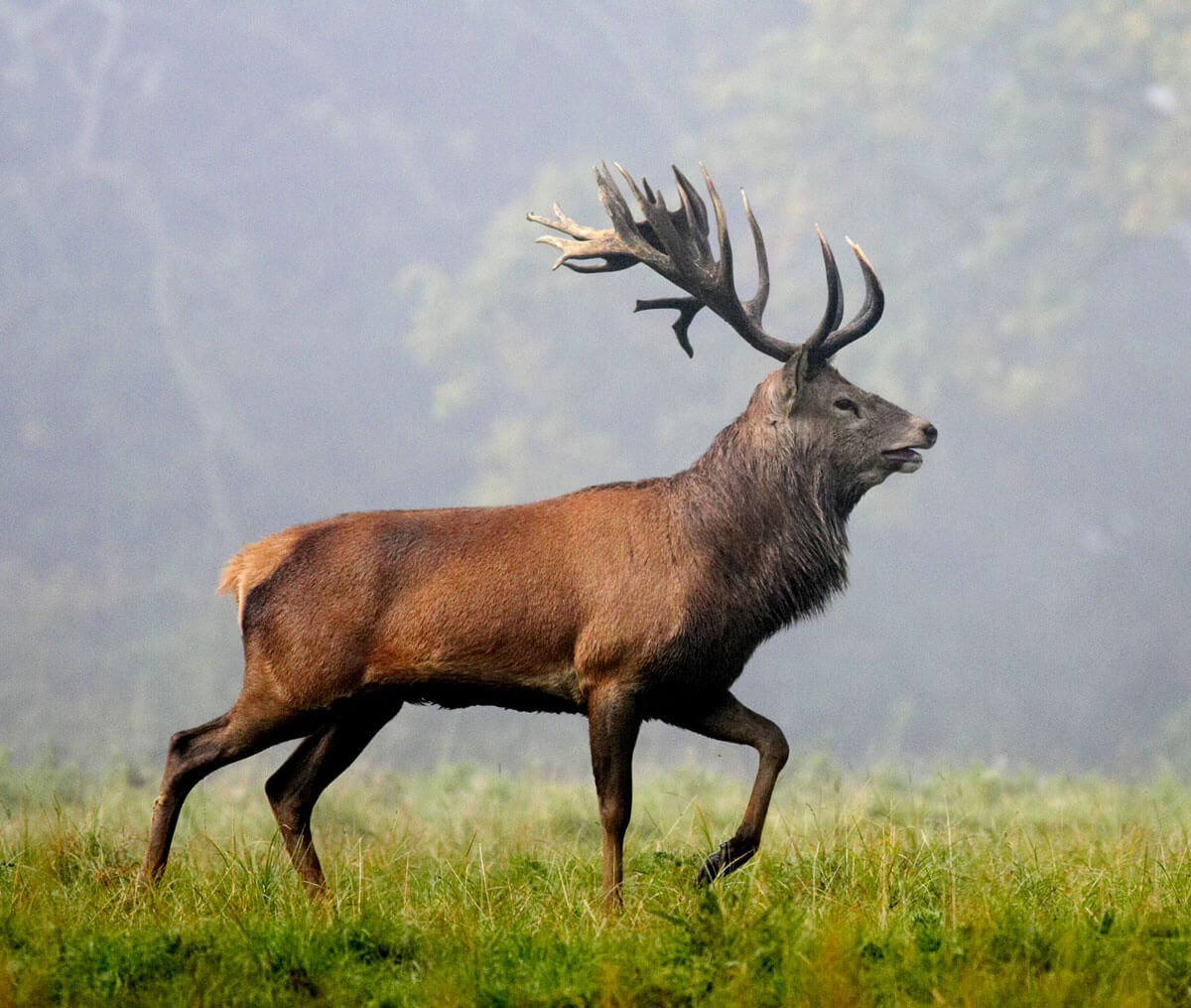 SZARVASOK ÉS EMBEREK