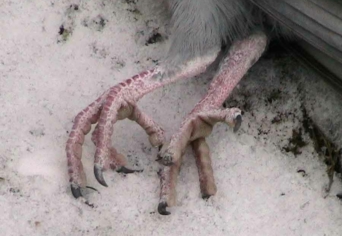 VÉLETLENÜL MAJDNEM