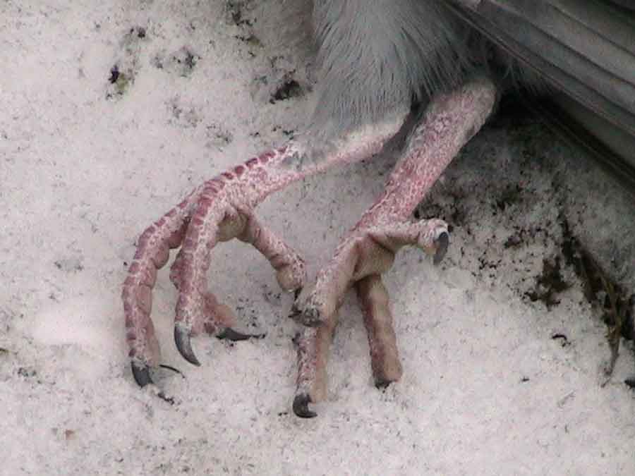 VÉLETLENÜL MAJDNEM